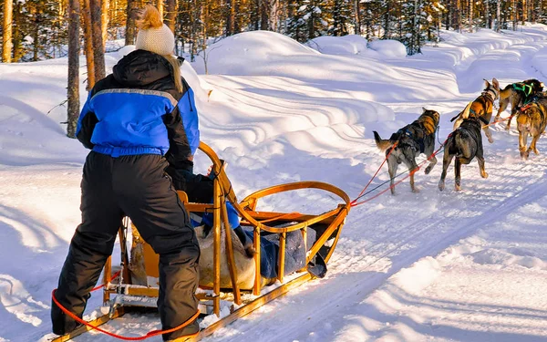 Mujer montando trineo husky en Laponia en Finlandia reflejo —  Fotos de Stock