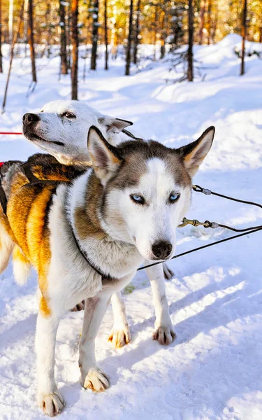 Husky dogs in sleigh in Lapland Finland reflex — Stock Photo, Image