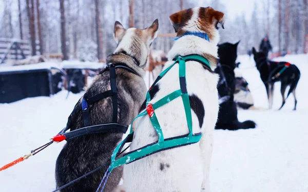 Husky perros en trineo relajarse en Laponia Finlandia reflex —  Fotos de Stock