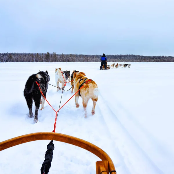Husky honden sleeën bij bevroren wintermeer in Lapland Finland reflex — Stockfoto