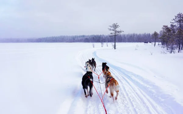 Husky dogs in their sledge in winter forest reflex — Stock Photo, Image