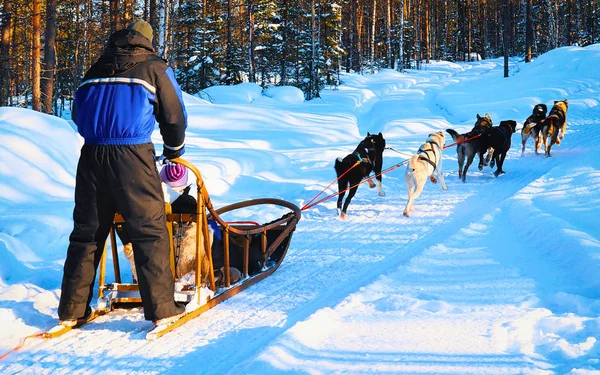 Hombre montando trineo husky en Laponia en invierno reflejo Rovaniemi —  Fotos de Stock