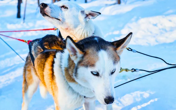 Husky dogs in sled in winter forest in Rovaniemi reflex — Stock Photo, Image