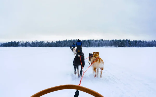 Husky σκυλιά έλκηθρα στην παγωμένη λίμνη του χειμώνα στη Λαπωνία της Φινλανδίας αντανακλαστικά — Φωτογραφία Αρχείου
