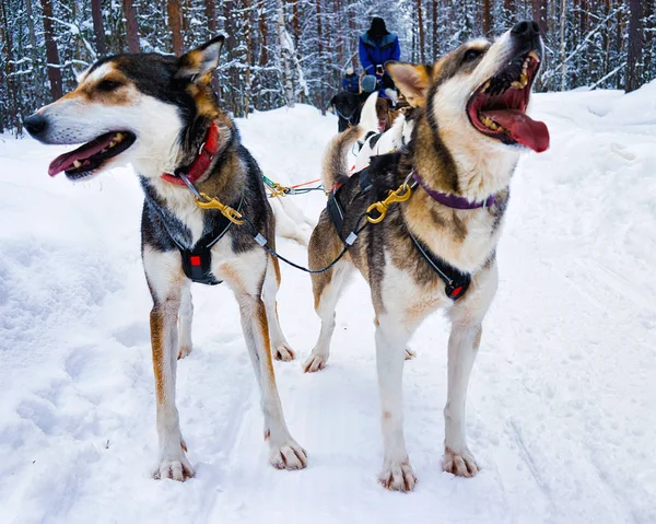 Husky en trineo en Laponia reflejo de Finlandia —  Fotos de Stock