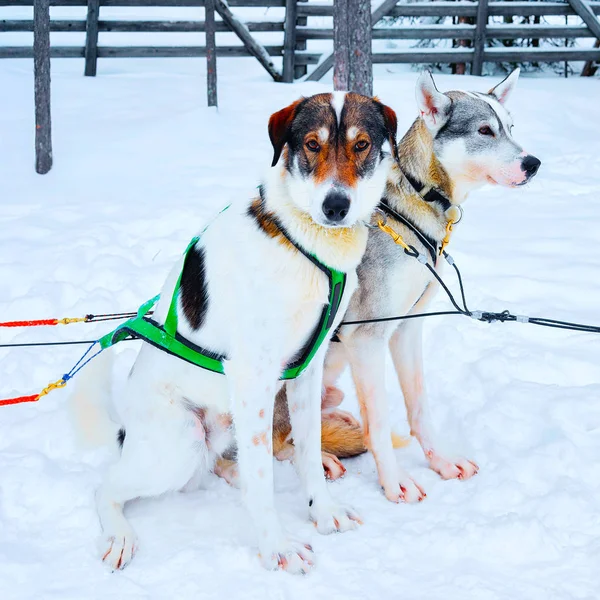 Husky honden in sleeën in winterbos in Rovaniemi reflex — Stockfoto