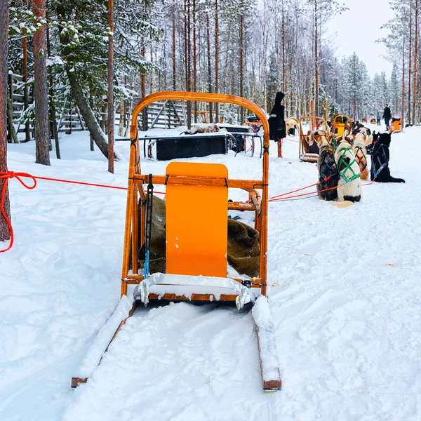 Trineo con perros husky en el bosque de invierno Rovaniemi reflex —  Fotos de Stock