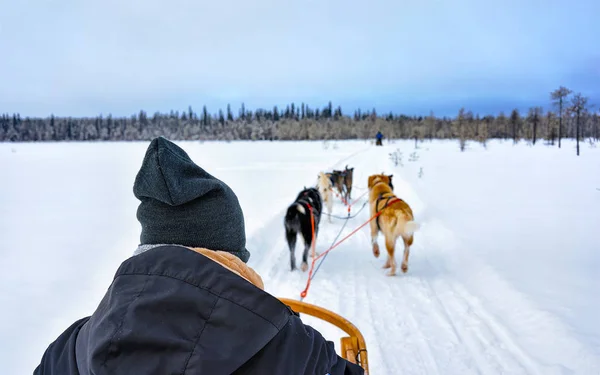 Hombre sentado en trineo husky en Laponia Finlandia reflejo —  Fotos de Stock