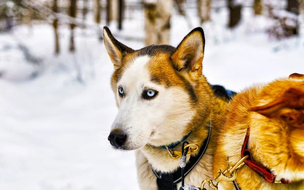 Husky cão em trenó na Lapônia Finlândia reflexo — Fotografia de Stock