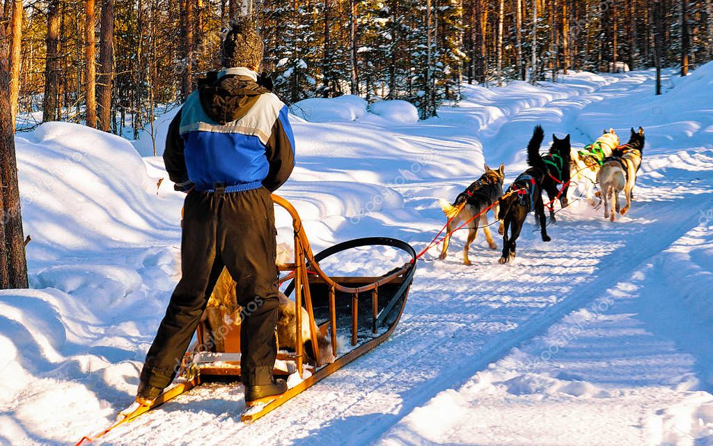 Man on husky sledge in Lapland Finland reflex
