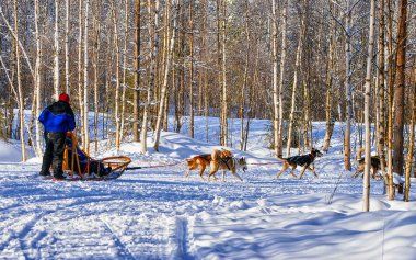Finlandiya 'da Laponya' da köpekli kızak süren aile refleksleri
