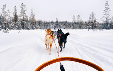 Laponya kış refleksinde Finlandiya 'da Husky köpekleri kızağa bindi