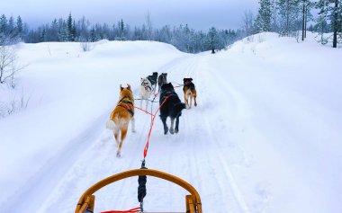 Finlandiya 'nın Laponya refleksinde Husky kızağı