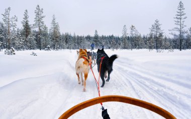 Husky köpekleri donmuş kış ormanlarında kızak yaparlar. Kuzey Finlandiya refleksi.