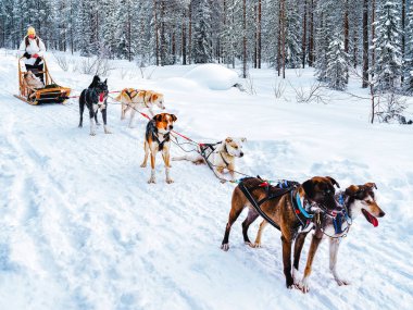 Girl in Husky dog sled in Finland in Lapland winter reflex clipart