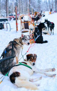 Rovaniemi refleksindeki Finlandiya kış ormanlarında kızaktaki Husky köpekleri