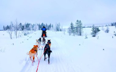 Rovaniemi Ormanı refleksinde kızakta Husky köpekleri