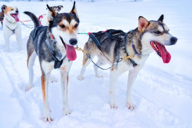 Kış Rovaniemi refleksinde kızakta Husky köpekleri