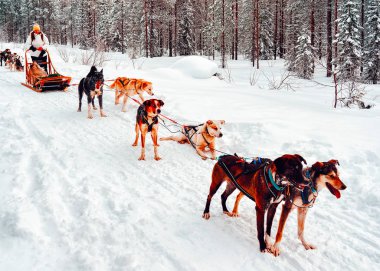 Laponya kış refleksinde, Finlandiya 'da Husky köpek kızağında bir kadın.