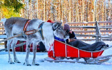 Kızaklı kadın ren geyiği kışı Rovaniemi Lapland refleksinin fotoğrafını çekiyor.