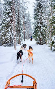 Rovaniemi orman refleksinde kızak içindeki Husky köpekleri