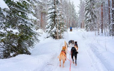 Rovaniemi Ormanı refleksinde balyoz üzerinde Husky köpekleri