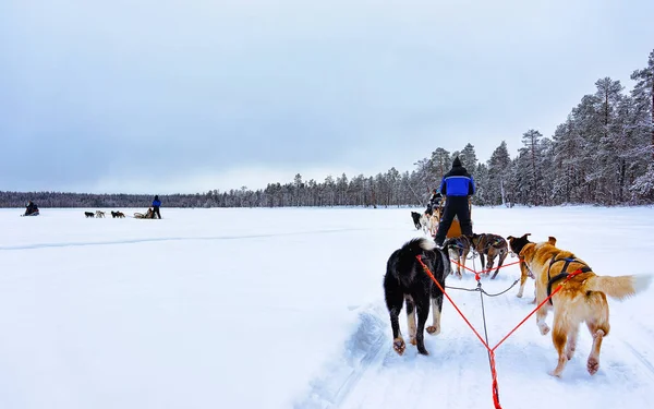 Personas en trineo husky en Laponia Finlandia reflejo —  Fotos de Stock