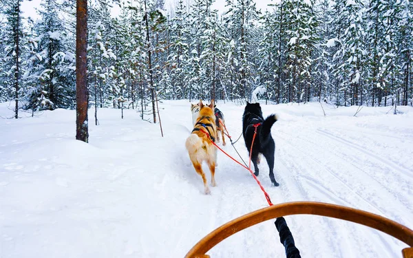 厚脸皮的狗在冰冷的冬季森林里滑行，芬兰北部的拉普兰反射 — 图库照片