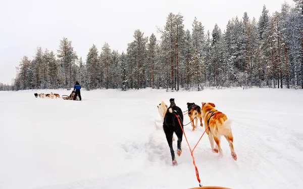 Hombre en trineo husky en Laponia de Finlandia reflejo —  Fotos de Stock