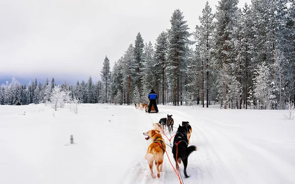Hombre en trineo husky en Laponia en Finlandia reflejo —  Fotos de Stock