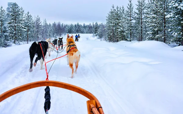 Husky σκυλιά σε έλκηθρο στο δάσος Rovaniemi αντανακλαστικό — Φωτογραφία Αρχείου