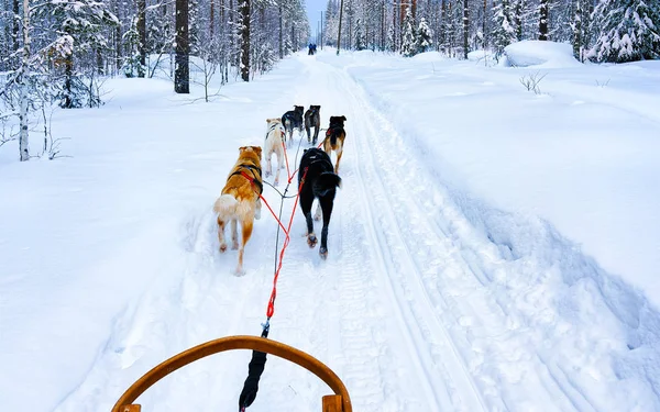 Husky έλκηθρο στη Λαπωνία της Φινλανδίας με αντανακλαστικά — Φωτογραφία Αρχείου