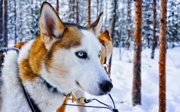 Husky dog in sleigh in Finnish Lapland reflex — Stock Photo, Image