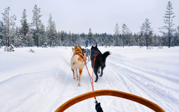 Husky psi sáně ve zmrazeném zimním lese Laponsko Severní Finsko reflex — Stock fotografie