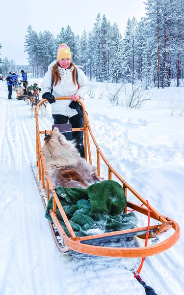 Γυναίκα ιππασία Husky σκυλί έλκηθρο στη Φινλανδία στη Λαπωνία αντανακλαστικό χειμώνα — Φωτογραφία Αρχείου