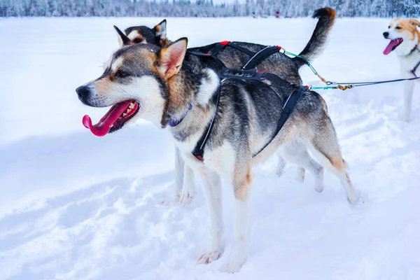 Husky dogs on sledding in winter forest in Rovaniemi reflex