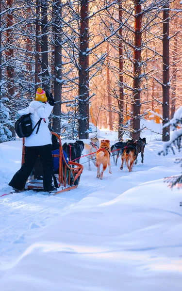 Γυναίκα ιππασία husky έλκηθρο στη Λαπωνία το χειμώνα φινλανδικό αντανακλαστικό δάσος — Φωτογραφία Αρχείου