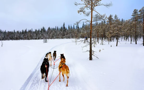 Slitta Husky in Lapponia della Finlandia riflesso — Foto Stock