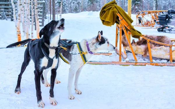 Husky perros en trineo en el bosque de invierno en Rovaniemi reflejo —  Fotos de Stock