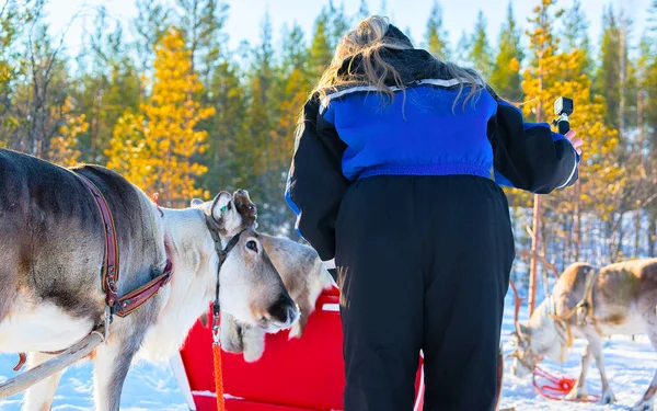 Mujer toma foto de renos en invierno reflejo Rovaniemi —  Fotos de Stock