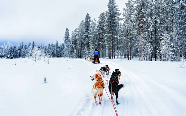 Hombre en Husky trineo perro en Finlandia en Laponia reflejo de invierno —  Fotos de Stock