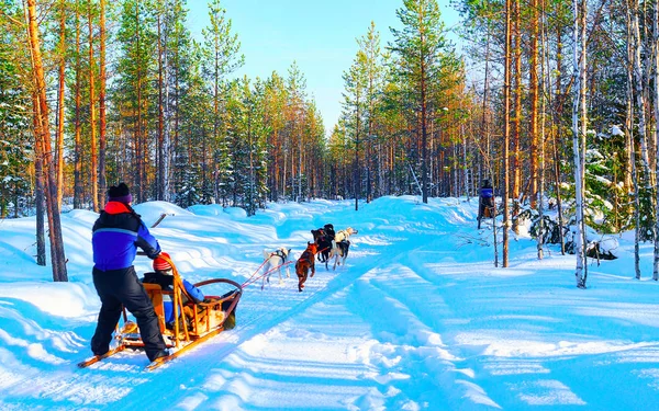 Vrouw bij Husky Dogs Sled in Rovaniemi of Finland Lapland reflex — Stockfoto