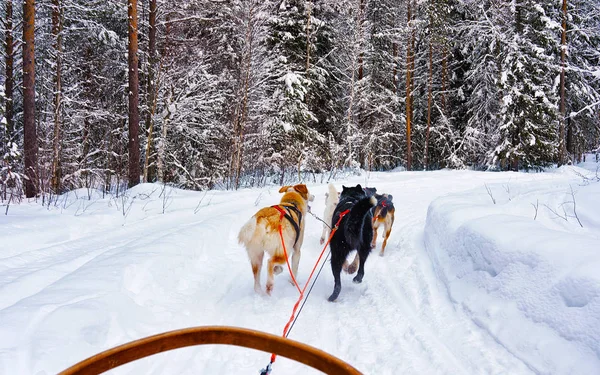 Husky sáně v Laponsku Finsko s reflexem — Stock fotografie