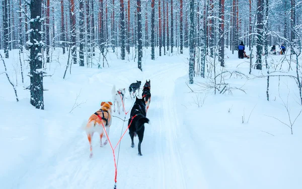 Husky σκυλιά σε έλκηθρο στο δάσος Rovaniemi αντανακλαστικό — Φωτογραφία Αρχείου