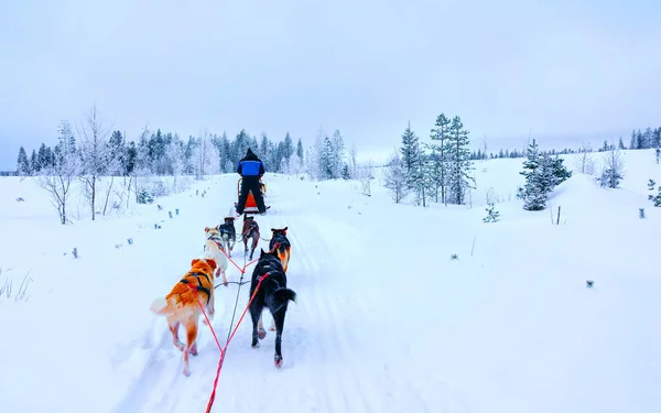 Husky σκυλιά σε έλκηθρο στο δάσος Rovaniemi αντανακλαστικό — Φωτογραφία Αρχείου