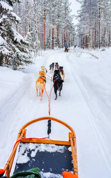 Cães Husky no trenó no reflexo da floresta Rovaniemi — Fotografia de Stock