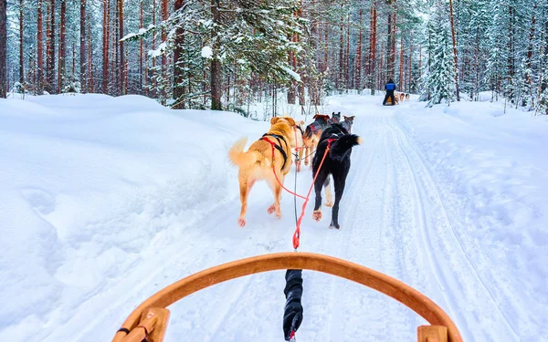 Chiens Husky en traîneau dans le réflexe de la forêt de Rovaniemi — Photo