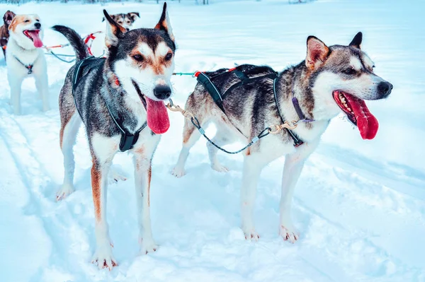 Husky dog sleds at Finland Lapland in winter reflex