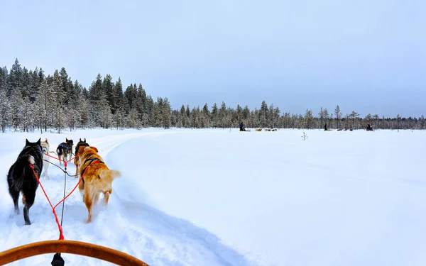 Husky honden sleeën op bevroren winter meer Lapland Noord-Finland reflex — Stockfoto