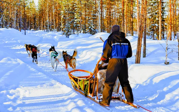Man riding husky sledge in Lapland Finland reflex — Stock Photo, Image